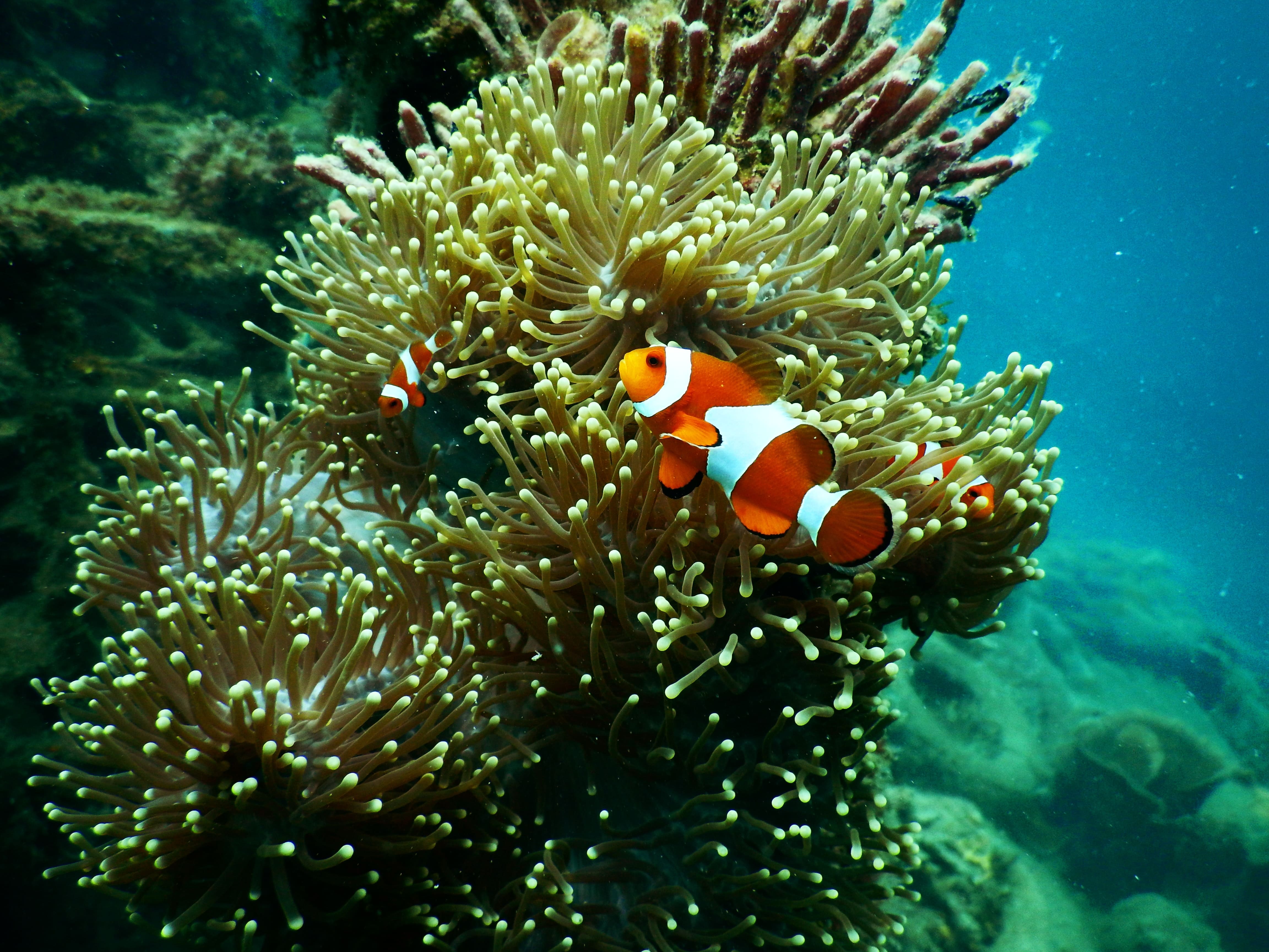 Snorkelling In Fiji Tokoriki Island