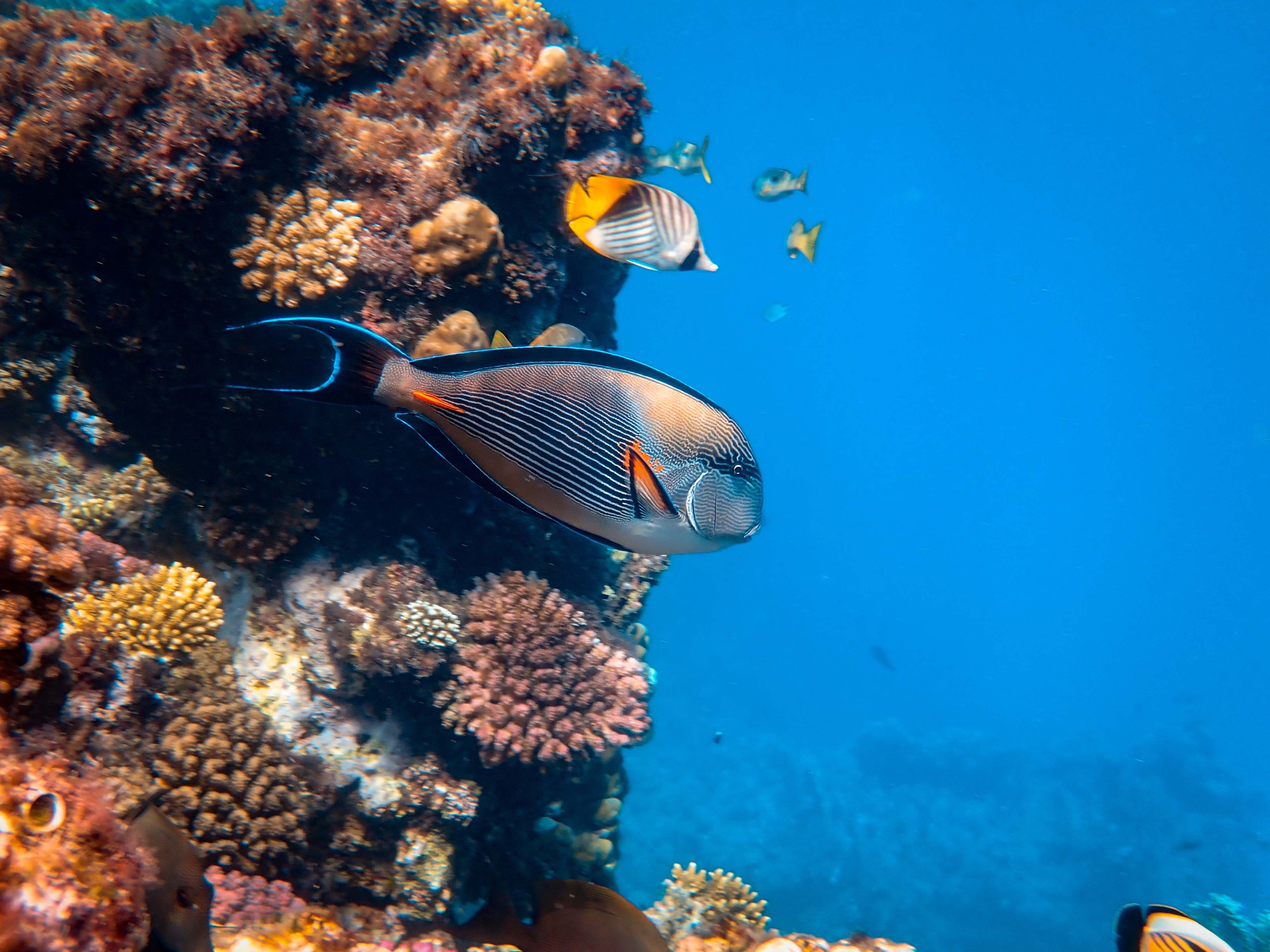 Snorkelling Trip In Fiji VudaWaterTaxi.com.fj